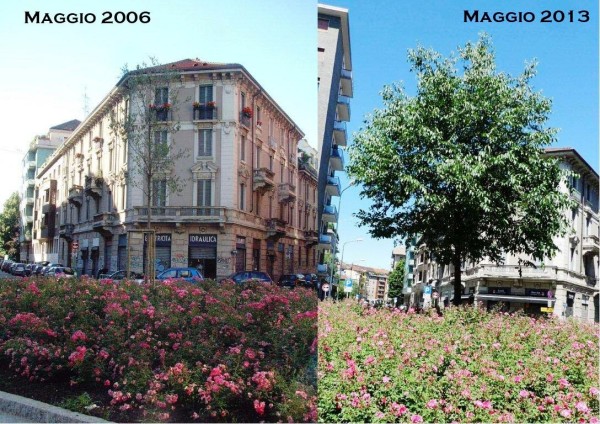 Milano Fidia – La storia di un albero