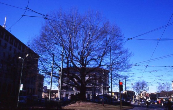 21 novembre è la “Giornata nazionale degli alberi”